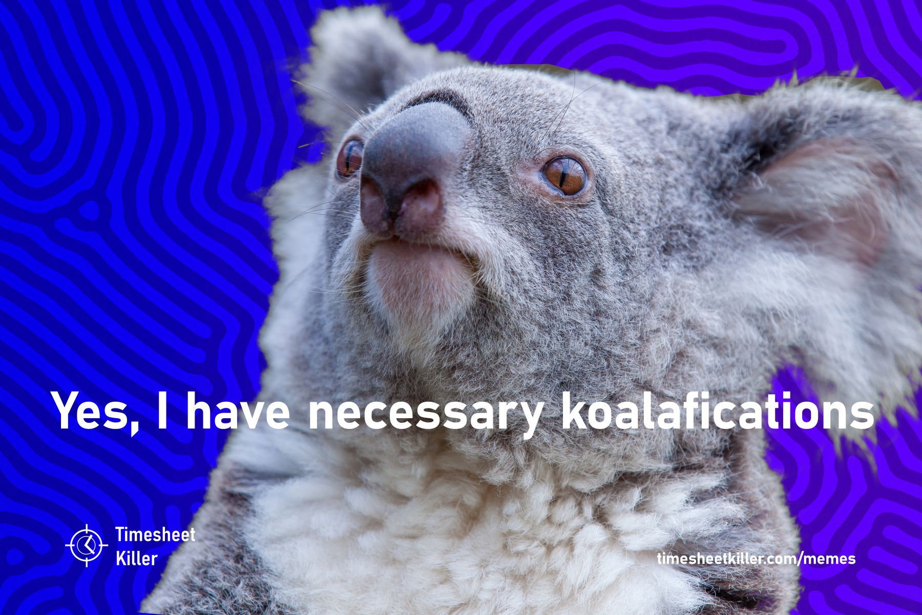 koala_website